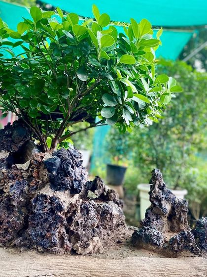 This Ficus Microcarpa bonsai is grown over a volcanic rock, creating a dramatic landscape effect. It's an easy-to-care-for plant that looks stunning.