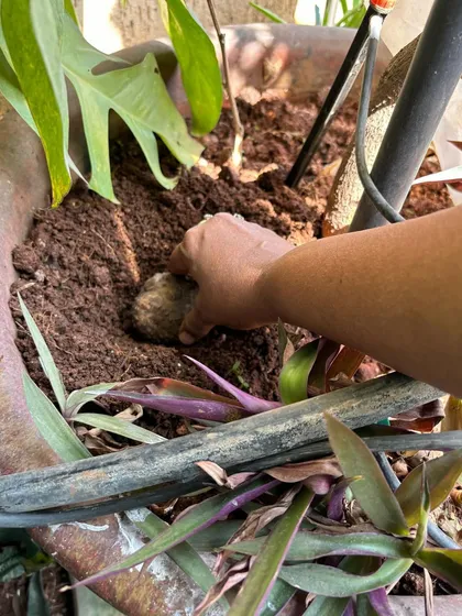 Planting the air potato in a large pot. By burying this tuber, I am starting the process of growing a new, edible vine, embracing the principles of sustainable and productive gardening.