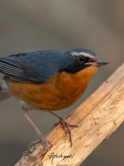 A lifer for me, the Blue Robin. This photo captures the subtle beauty and distinct white eyebrow of this shy bird.