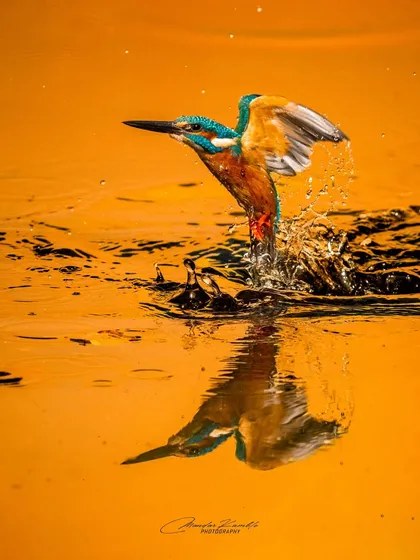 The thrill of bird action photography is freezing a split second in time. Here, a Common Kingfisher launches from the water in Wai, Maharashtra, its reflection captured in the golden-hour glow. This shot demonstrates my ability to anticipate movement and capture the raw energy of wildlife.