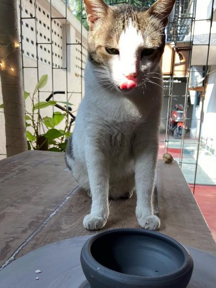 This is Silky, the soul of our studio. He greeted me at the gate the first day I saw this space, and it has been his home ever since. He brings so much life and calm to our little corner of the world.