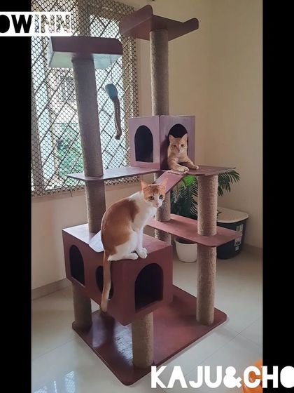 Meow Inn - Cat Lounge & Play Sessions Relax & Recharge: Cozy Moments photo 6