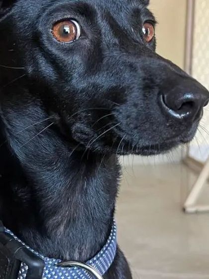 Snugglys Paw House - Pet Daycare The Paw House: Cozy Indoor Comforts photo 10