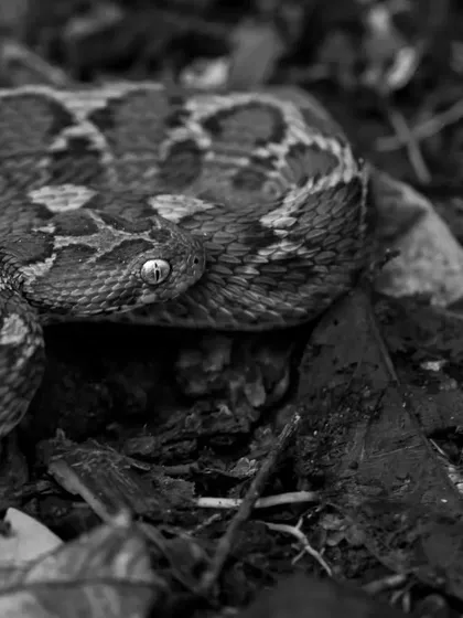 A closer look at the Saw-scaled Viper. Understanding these animals, even the most dangerous ones, is the first step toward coexistence. My films provide that understanding from a safe distance.