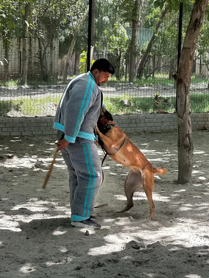 Working a powerful Malinois in a full bite suit. My role as a decoy is to be a challenging, but fair, training partner that builds the dog's skill and confidence.