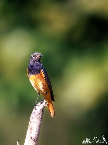 The Black Redstart, a member of the Old World flycatcher family. It's a widespread winter visitor to India, often seen flicking its reddish-orange tail.