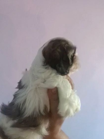 A side profile of a tri-color Shih Tzu, showing the length and quality of its coat. These dogs require regular grooming to maintain their beautiful appearance.