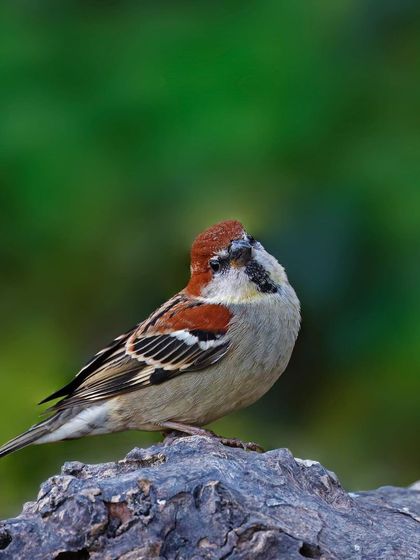 A Russet Sparrow sits on a textured rock, its head tilted up. The green background and natural perch create a classic and pleasing bird portrait.