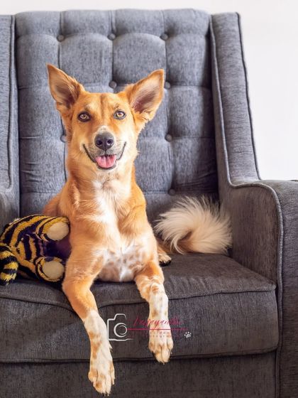 Coco, the indie with the "kajrare eyes," looking regal and relaxed in her favorite chair at home.