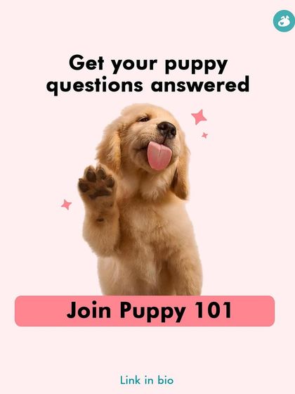 Garima Tomar - Dog Training & Behavior Consultation Puppy Foundations: Start Them Right photo 7