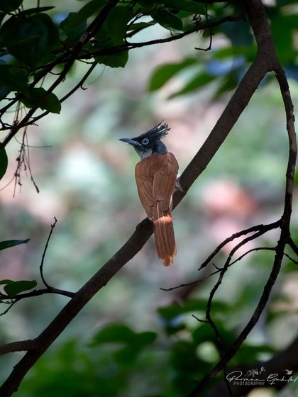 A female Indian Paradise Flycatcher in its cinnamon morph, perched gracefully in Bhondsi, Gurugram.
