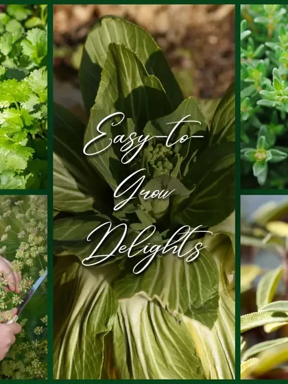 This collage showcases some easy-to-grow delights for your herb garden. It features cilantro, pak choi, thyme, fennel, and sage, all of which are great for beginner gardeners.