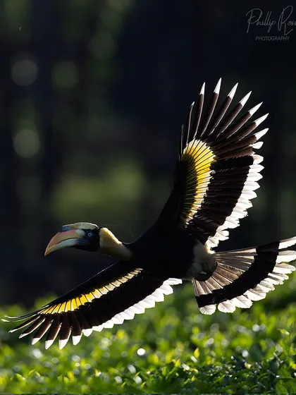 The incredible sight of a Malabar Pied Hornbill in flight, with the morning sun catching the light through its feathers. This is the kind of dynamic, challenging shot we aim for during my specialized bird photography workshops.