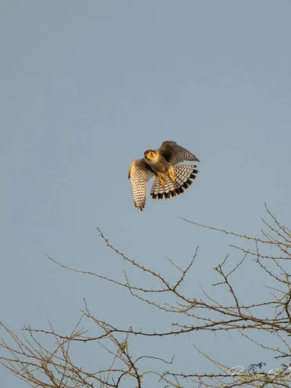 A Red-necked Falcon in flight, its rufous head and barred underparts clearly visible.