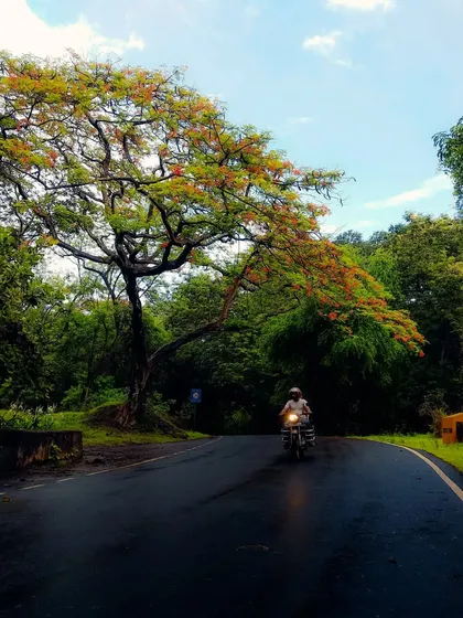 A motorcyclist rides down a wet road inside a park, under a beautiful Gulmohar tree. This image captures a serene, picturesque moment of travel within the city's green lung.