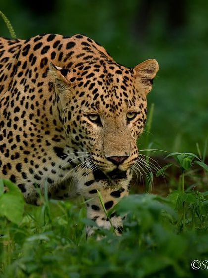 The Big Cat Diary: Tigers & Leopards photo 34