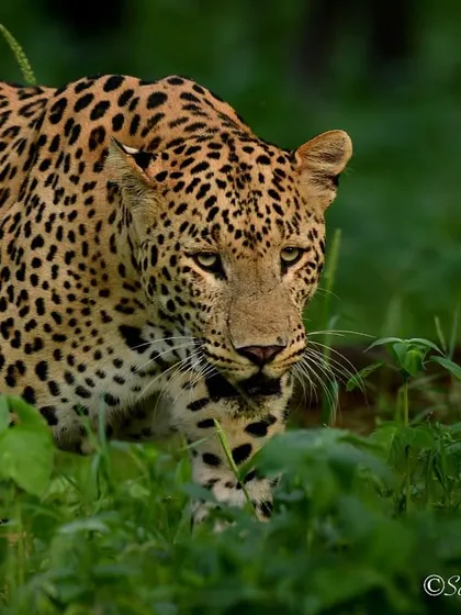 My mood for the weekend. This leopard, Rana, looks a bit tired, perhaps after a long night of hunting. It's another one of those relatable moments from the wild.