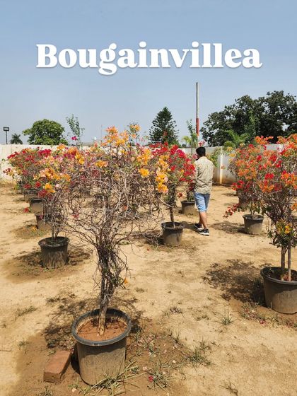 Delhi Gardner - Full-Service Landscaping Statement Trees & Sculpted Topiaries photo 20