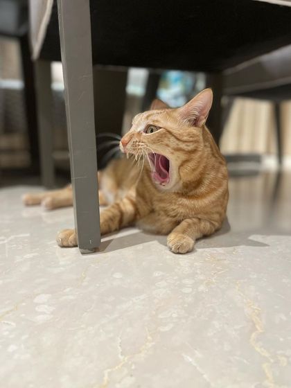 A big yawn from Kitsu. A sleepy cat is a relaxed cat.