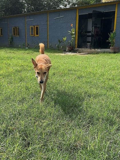 This image captures the scale of the freedom we offer. The boarding house is just a small part of the large, open world your dog gets to experience here.