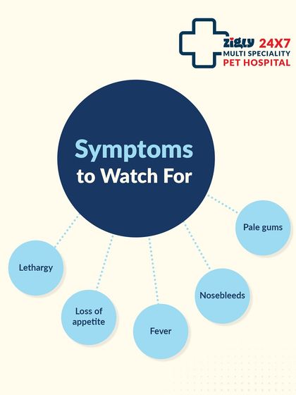 Zigly - Veterinary Services Preventive Care: A Lifetime of Health photo 13