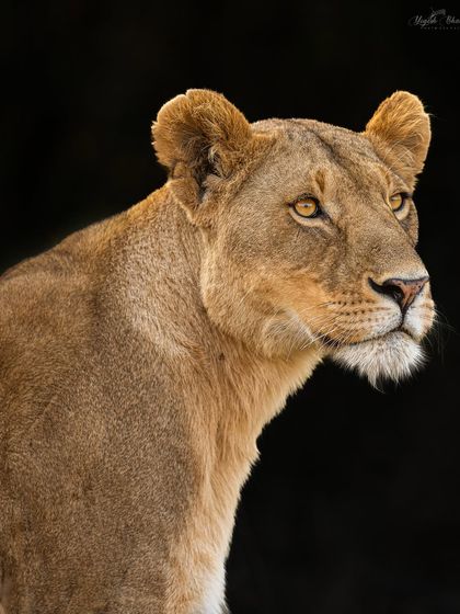 This lioness portrait is enhanced by the dramatic black background, created in post-processing to eliminate distractions and focus entirely on her elegant profile and piercing eyes.