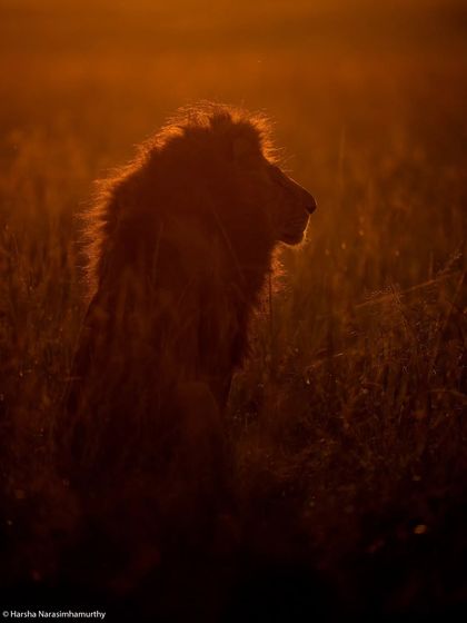 A silhouette of the Rongai king against the rising sun. I guide my guests to anticipate these shots and create powerful, story-driven images.