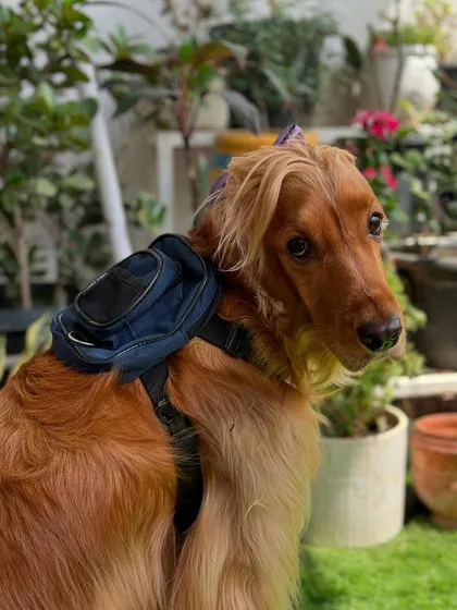 Posto modeling his new backpack. It's perfect for carrying his treats on our walks.