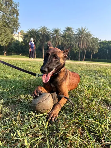 This dog is fully engaged with his reward, showing the high drive that is essential for protection sports. My goal is to harness this natural intensity and focus it.