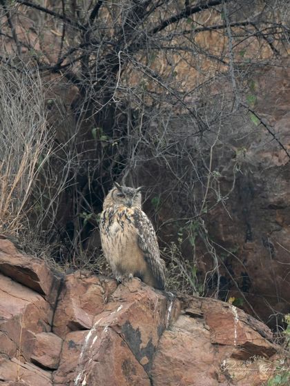 A Rock Eagle-Owl camouflaged against a dry, rocky background.