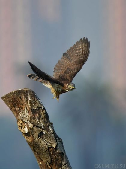 A wider perspective of the Common Hawk Cuckoo taking off, showing its relationship to its environment as it leaves the dead tree perch.