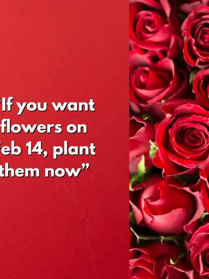 If you want beautiful flowers for a special occasion like Valentine's Day, the key is to plant them in advance. We have a wide selection of flower plants at affordable prices to get you started.