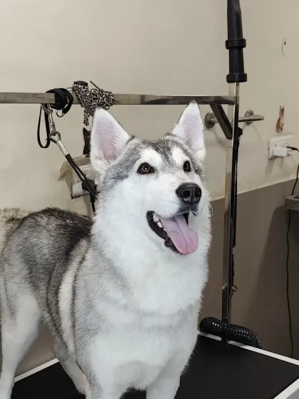 This handsome Siberian Husky is looking sharp after his pampering session. Regular grooming is key for double-coated breeds to prevent matting and keep their skin healthy.