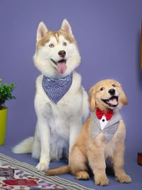 Commercial Pet Photography