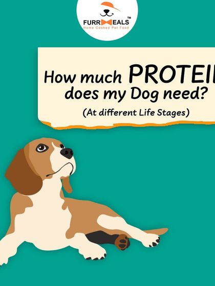 How much protein does your dog need? This guide explains the different protein requirements for puppies, adults, and senior dogs, helping you understand how to feed them correctly at every life stage.