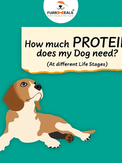 This extensive library of educational content covers everything a pet parent needs to know, from the benefits of turmeric and moringa to tips for hydration, sleep, dental health, and raising a new puppy.