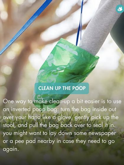 The Pack - Pet Parent Education & Workshops Your Dog's Health & Wellness photo 28