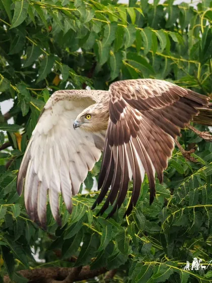 A Short-toed Snake Eagle in flight against a backdrop of green foliage. These birds are masters of soaring, using their broad wings to ride thermal currents for hours.