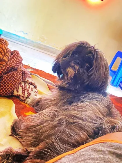 This is Olive, a beautiful Lhasa Apso, looking like royalty on her bed. She has claimed her spot and is enjoying a quiet, lazy afternoon.