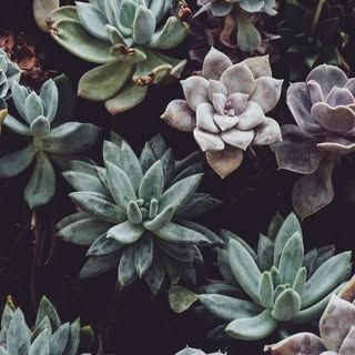 Akar Eco Greens