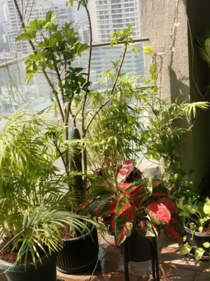 A colorful combination of Aglaonema and palms creates a lush, tropical feel on this balcony. Regular maintenance keeps the colors bright and the leaves glossy.