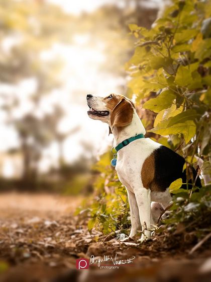 Pragalbh - Fine Art Pet Photography Outdoor Adventures photo 39