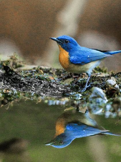 A Tickell's Blue Flycatcher admires its own reflection in a forest pool. These small, colorful birds are a common but beautiful sight in the Indian subcontinent.