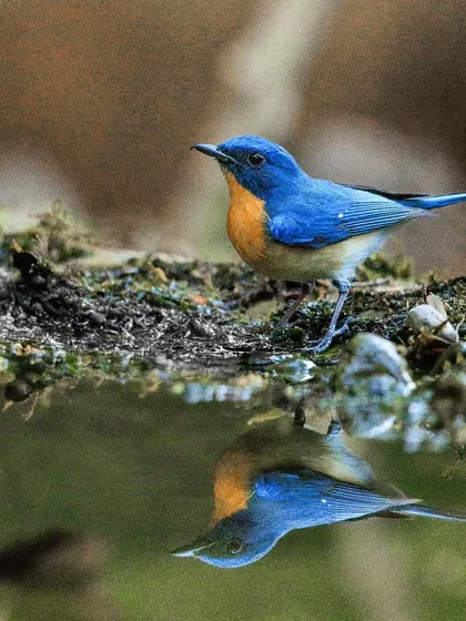 A Tickell's Blue Flycatcher admires its own reflection in a forest pool. These small, colorful birds are a common but beautiful sight in the Indian subcontinent.