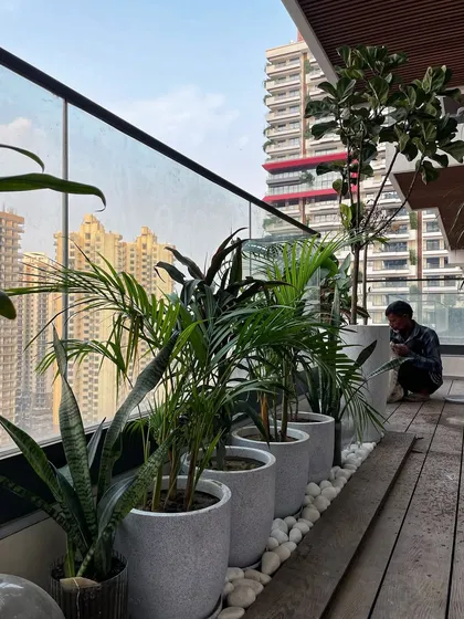 Another view of the same balcony, showing a row of Snake Plants and Areca Palms. This combination is great for creating a green screen that offers privacy and style.