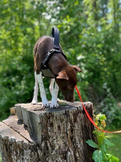 Happy Landings: Our Fur-Ever Families photo 5