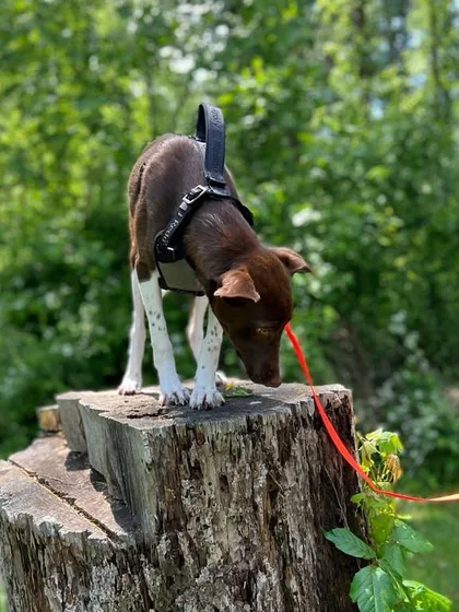 Luna exploring her new environment in the USA. We love seeing our relocated pets confidently sniffing out their new surroundings, a sign of a successful and low-stress journey.