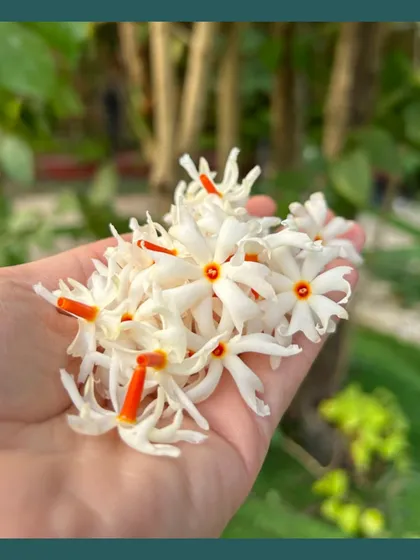 A garden should engage all your senses. The enchanting fragrance of native flowers like Parijat (Night-flowering Jasmine) is a simple, powerful way to connect with nature and bring a sense of calm to your everyday life.