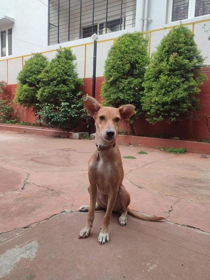 PL Paws - Animal Rescue & Rehabilitation Ready for a Home: Meet Our Adoptable Dogs photo 38