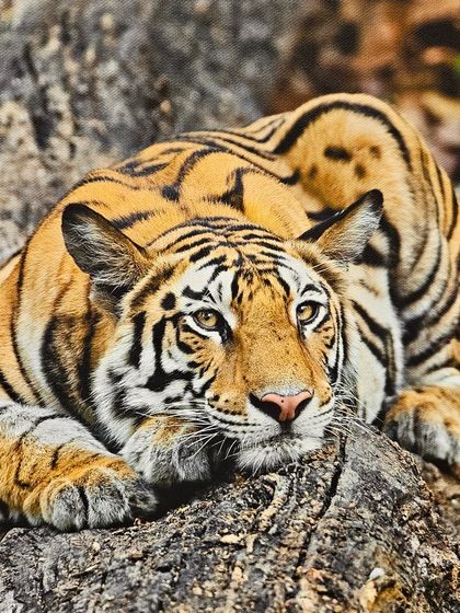 A classic, intimate portrait of a tiger by photographer M.N. Jayakumar, featured in the 'Nature's Splendour' show.